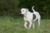 BOULEDOGUE AMERICAIN 361